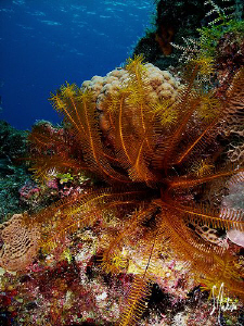 This image of a Golden Crinoid was taken while diving in ... by Steven Anderson 